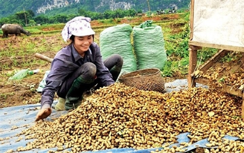 'Bệ phóng' cho thương hiệu nông sản